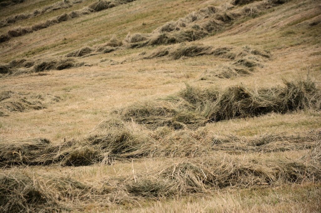 hay, grass, meadow, harvest, agriculture, rural scence, countryside, nature, hay, hay, hay, grass, grass, grass, grass, grass, countryside, countryside